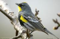 Photo: Yellow-rumped Warbler