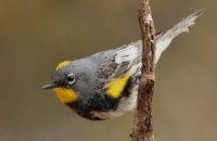 Photo: Yellow-rumped Warbler